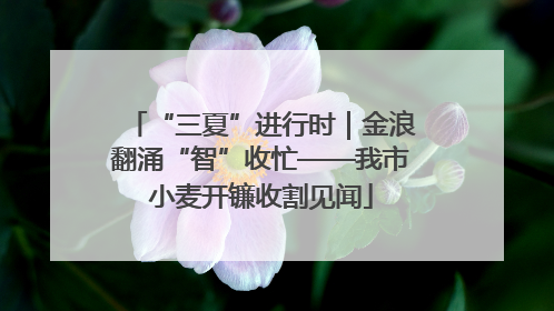 “三夏”进行时｜金浪翻涌“智”收忙——我市小麦开镰收割见闻