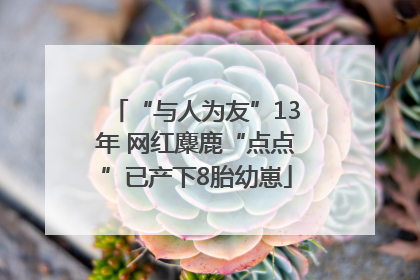 “与人为友”13年 网红麋鹿“点点”已产下8胎幼崽
