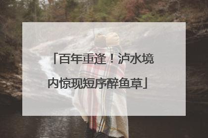 百年重逢！泸水境内惊现短序醉鱼草