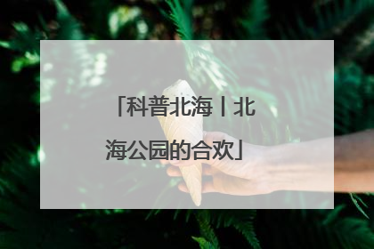 科普北海丨北海公园的合欢