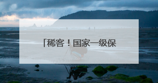 稀客！国家一级保护动物穿山甲获救
