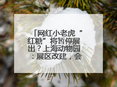 网红小老虎“红糖”将暂停展出？上海动物园：展区改建，会安排展出计划