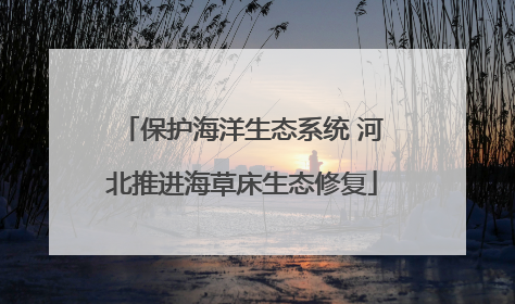 保护海洋生态系统 河北推进海草床生态修复