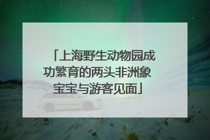 上海野生动物园成功繁育的两头非洲象宝宝与游客见面