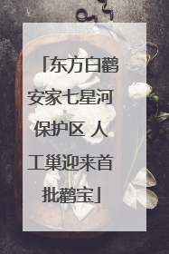 东方白鹳安家七星河保护区 人工巢迎来首批鹳宝