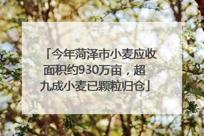 今年菏泽市小麦应收面积约930万亩，超九成小麦已颗粒归仓