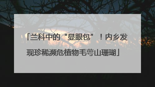 兰科中的“显眼包”！内乡发现珍稀濒危植物毛萼山珊瑚