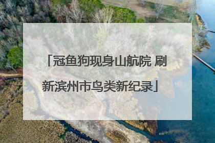 冠鱼狗现身山航院 刷新滨州市鸟类新纪录