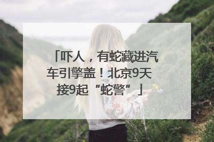 吓人，有蛇藏进汽车引擎盖！北京9天接9起“蛇警”