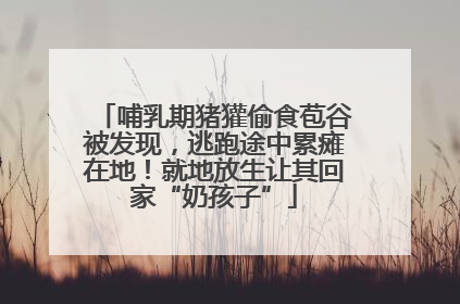 哺乳期猪獾偷食苞谷被发现，逃跑途中累瘫在地！就地放生让其回家“奶孩子”