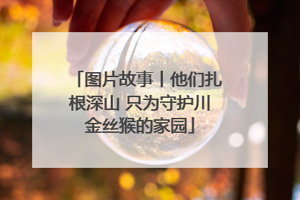图片故事丨他们扎根深山 只为守护川金丝猴的家园