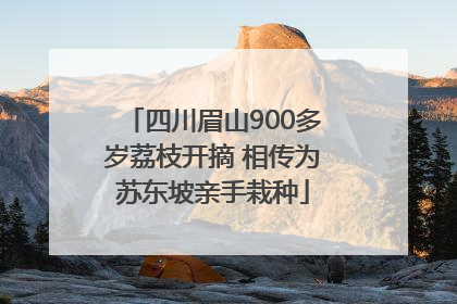 四川眉山900多岁荔枝开摘 相传为苏东坡亲手栽种