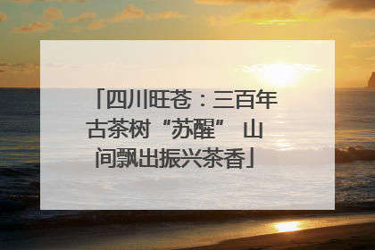 四川旺苍：三百年古茶树“苏醒” 山间飘出振兴茶香