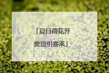 夏日荷花开 美景引客来