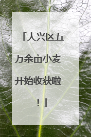 大兴区五万余亩小麦开始收获啦！
