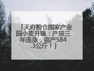天府粮仓国家产业园小麦开镰：产量三年连涨，亩产584.3公斤！