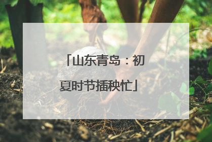 山东青岛：初夏时节插秧忙