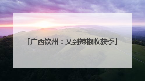 广西钦州：又到辣椒收获季