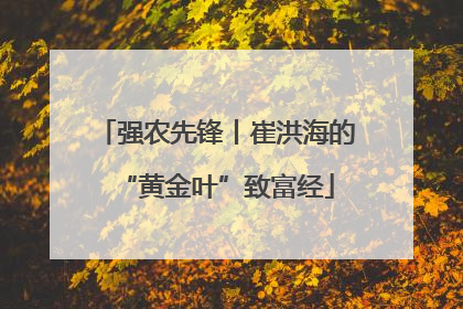 强农先锋丨崔洪海的“黄金叶”致富经