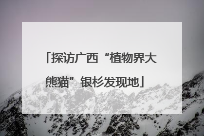 探访广西“植物界大熊猫”银杉发现地
