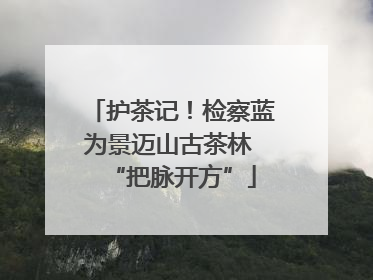 护茶记！检察蓝为景迈山古茶林 “把脉开方”