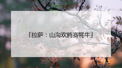 拉萨：山沟欢腾赛牦牛