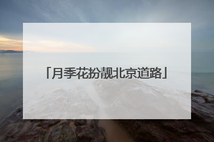 月季花扮靓北京道路