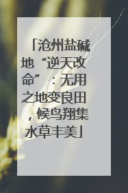 沧州盐碱地“逆天改命”：无用之地变良田，候鸟翔集水草丰美