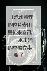沧州黄骅的这片麦田里传来喜讯：一水未浇的旱碱麦丰收了