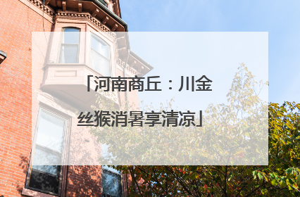 河南商丘：川金丝猴消暑享清凉