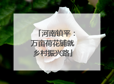 河南镇平：万亩荷花铺就乡村振兴路
