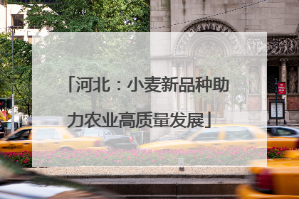 河北：小麦新品种助力农业高质量发展
