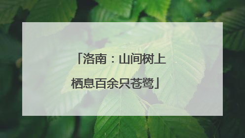 洛南：山间树上栖息百余只苍鹭