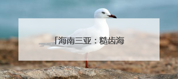 海南三亚：糙齿海豚被成功放归大海