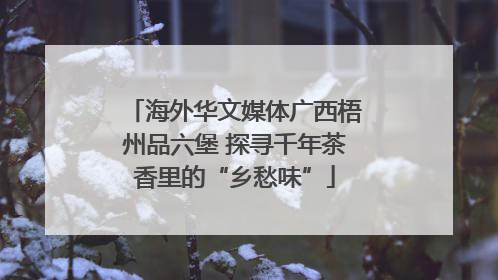 海外华文媒体广西梧州品六堡 探寻千年茶香里的“乡愁味”