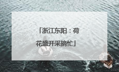 浙江东阳：荷花盛开采摘忙