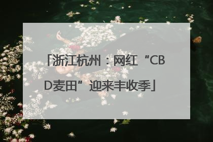 浙江杭州：网红“CBD麦田”迎来丰收季