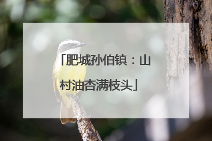 肥城孙伯镇：山村油杏满枝头