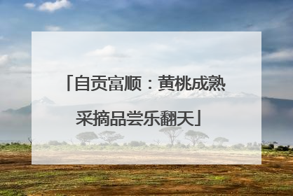 自贡富顺：黄桃成熟 采摘品尝乐翻天