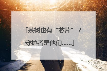 茶树也有“芯片”？守护者是他们……