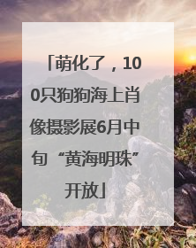 萌化了，100只狗狗海上肖像摄影展6月中旬“黄海明珠”开放