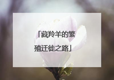 藏羚羊的繁殖迁徙之路