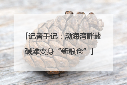 记者手记：渤海湾畔盐碱滩变身“新粮仓”