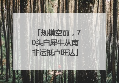 规模空前，70头白犀牛从南非运抵卢旺达