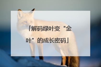解码绿叶变“金叶”的成长密码