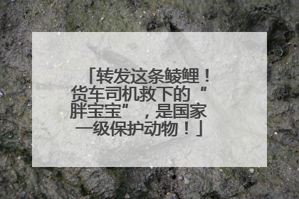 转发这条鲮鲤！货车司机救下的“胖宝宝”，是国家一级保护动物！