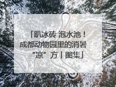 趴冰砖 泡水池！成都动物园里的消暑“凉”方丨图集