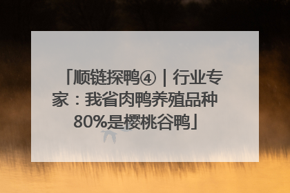 顺链探鸭④｜行业专家：我省肉鸭养殖品种80%是樱桃谷鸭