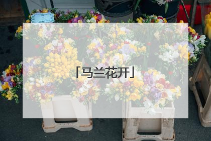 马兰花开